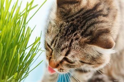 猫草怎么给猫咪吃 猫草怎么种植方法