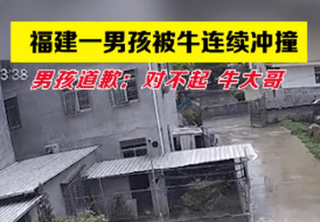 男孩被疯牛顶飞袭击躲车底求饶 牛攻击人是什么原因 牛突然攻击人如何自救