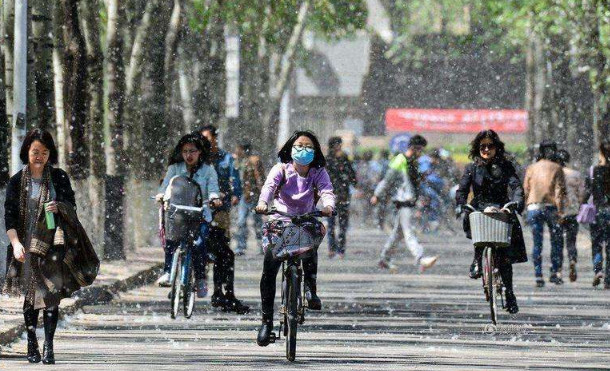 南京梧桐毛絮雨大爆发 造成毛絮过敏的原因