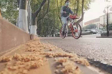 南京梧桐毛絮雨大爆发 造成毛絮过敏的原因