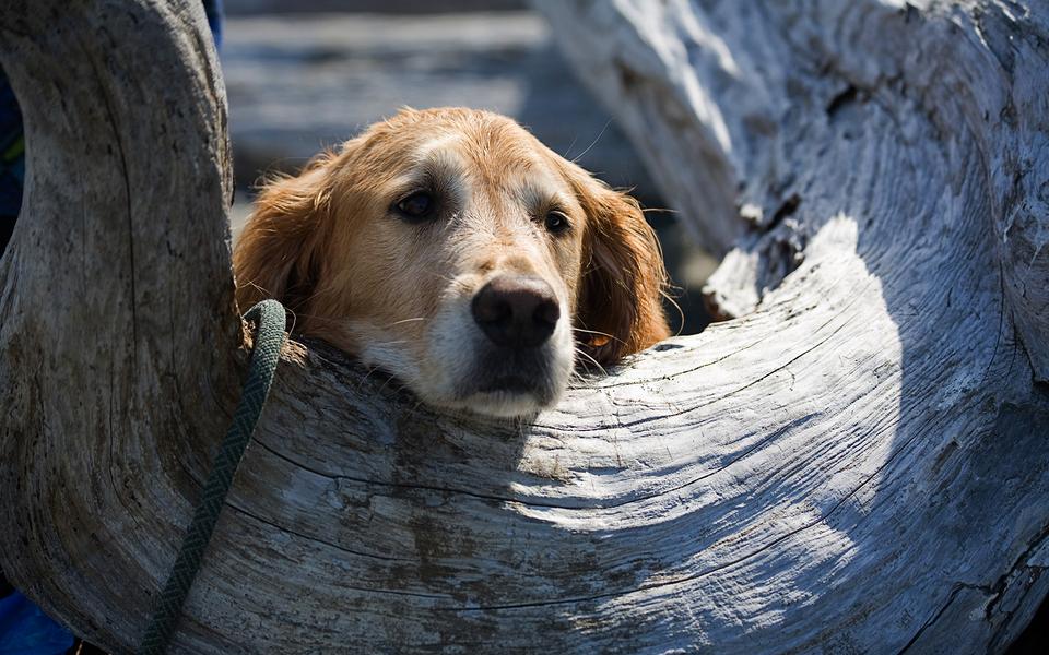 小型犬用不用办狗证 小泰迪可以不办狗证吗 什么狗不用办狗证