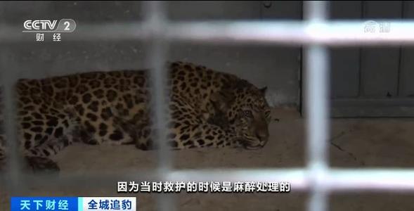 专家判断第3只豹子或已死亡 金钱豹19日已外逃