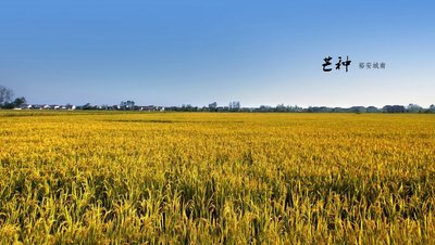 芒种节气吃什么传统食物 芒种吃什么民间传统食物