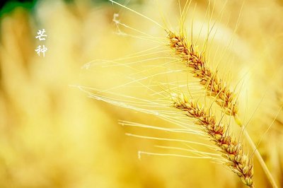 芒种节气的来历和风俗 芒种节气的特点和风俗