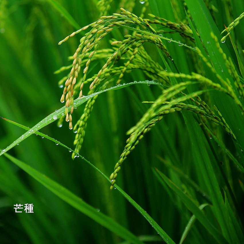 芒种的时候大家都在种些什么呢 芒种的时候种什么植物