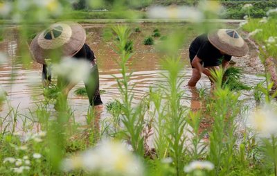 芒种的时候大家都在种些什么呢 芒种的时候种什么植物