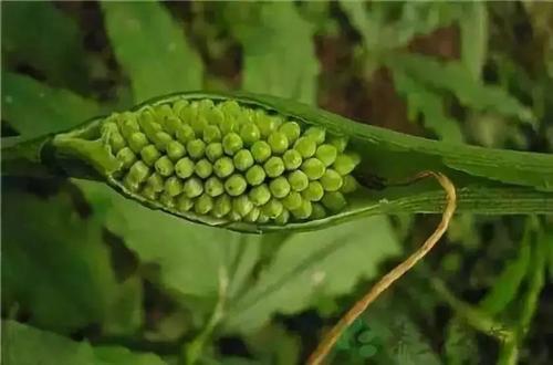 夏至节气风俗活动 夏至节气的寓意和传统