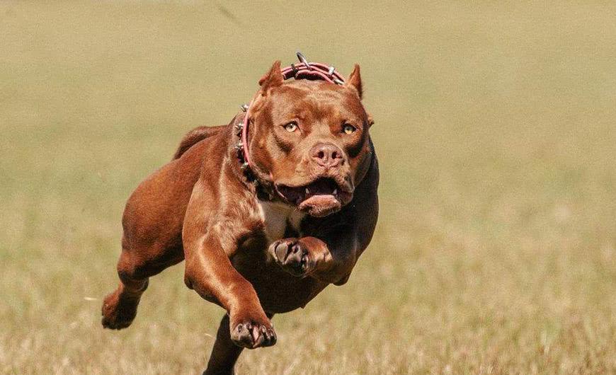 禁养犬被没收后的命运 大型犬被警察带走后怎么处理 被警察没收的狗去哪里