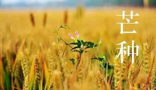 芒种代表的寓意 芒种交运注意什么抱吉