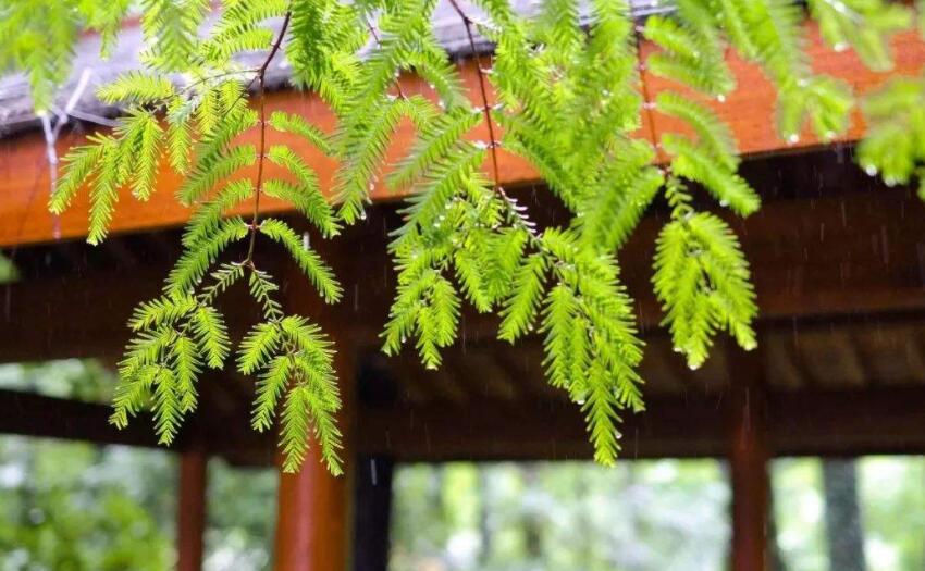 梅雨季节适合装修吗 装修要避开梅雨季节吗 梅雨季节做木工有影响吗