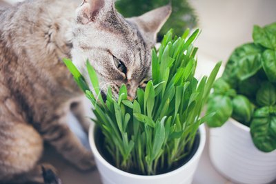 猫吃猫草有什么好处 猫吃猫草有什么用