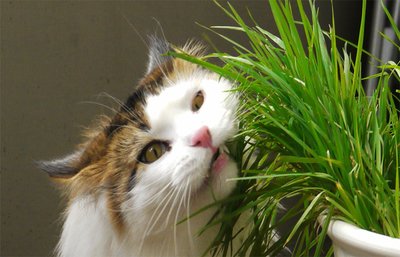 猫吃猫草有什么好处 猫吃猫草有什么用