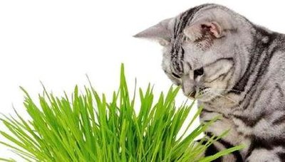 猫草有哪些品种 猫草是什么植物的种子