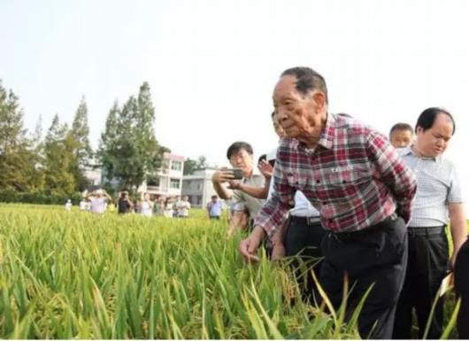 袁隆平逝世日要被设为全国节约粮食日吗 袁隆平的主要贡献是什么