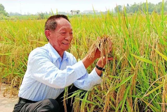 袁隆平77岁曾走遍上海超级稻农田 袁隆平和水稻的故事