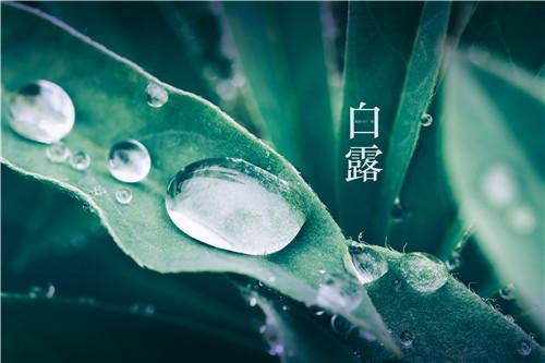 白露节气的风俗活动 白露节气应该干什么