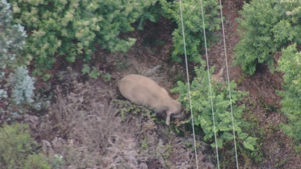 15头亚洲象 逛 进县城 15头亚洲象进入云南峨山县城