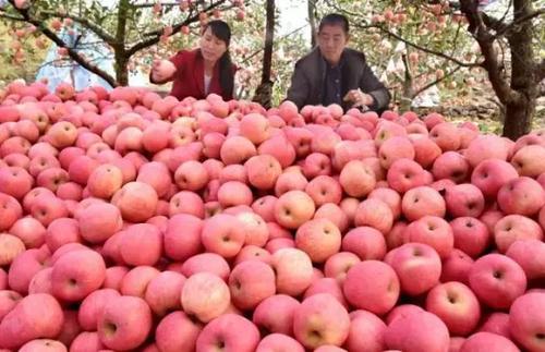 卖1斤亏1元 苹果价格大跌滞销 苹果价格表今日价格