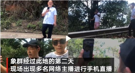 网络主播吃播象群吃剩的菠萝 象群逼近昆明 预计将进晋宁区