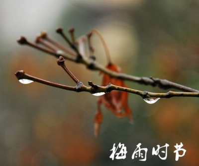 梅雨季节会持续多久 梅雨季节会一直下雨吗