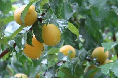 梅雨季节会持续多久 梅雨季节会一直下雨吗