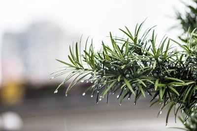 梅雨季节有什么水果 梅雨季节吃什么水果好