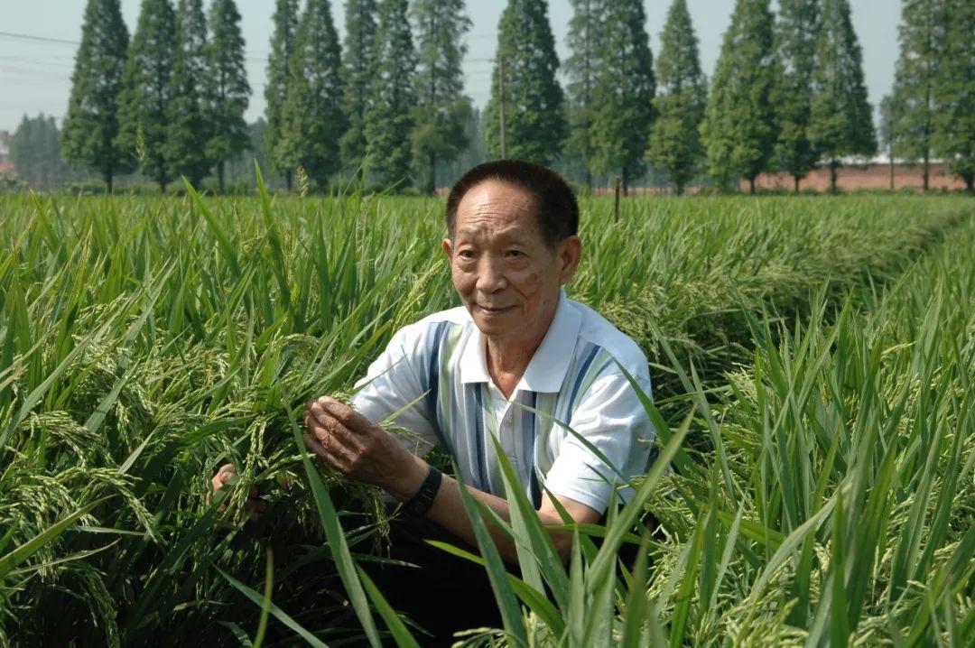 今日芒种格外想念他 芒种格外想念他 二十四节气芒种