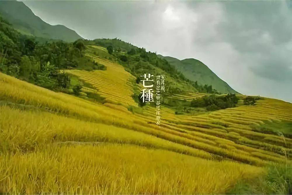 今日芒种说说 芒种发朋友圈的句子 芒种句子简短