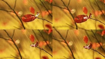 立秋节气是下雨好还是不下雨好 立秋节气下雨有什么说法