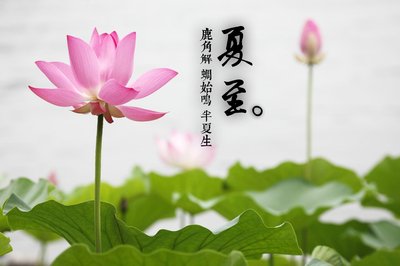 夏至能种什么农作物 夏至种什么菜好