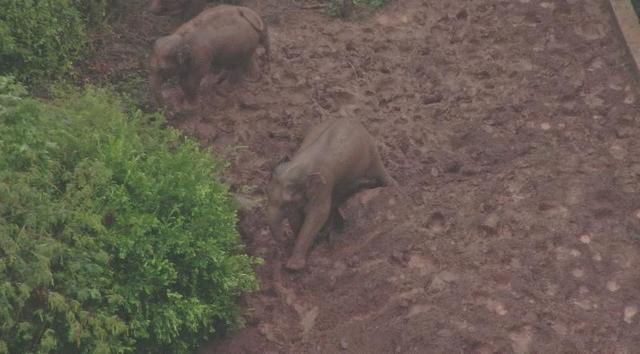 实拍云南象群雨中“玩泥巴” 云南野象到哪里了