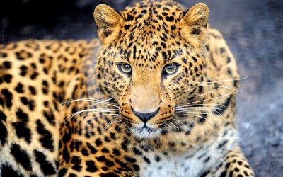 全国多地频现大型食肉动物 遇到野生猛兽怎么办