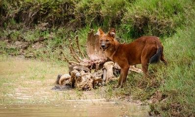 全国多地频现大型食肉动物 遇到野生猛兽怎么办