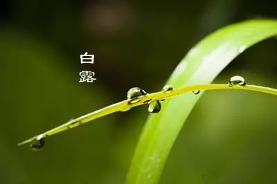 白露节气的含义是什么 白露节气是什么意思