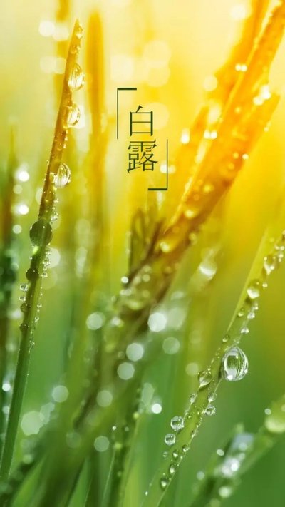 白露节气的风俗活动 白露节气有什么风俗