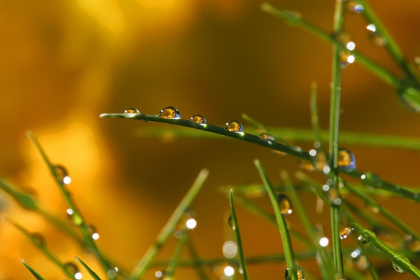 白露节气的由来和风俗 白露的来历是什么