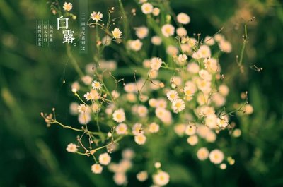 白露节气能结婚吗 白露节气结婚好吗