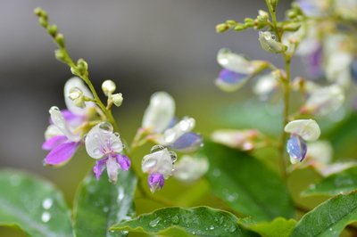 白露吃鸡有什么说法 白露节气吃鸡什么意思