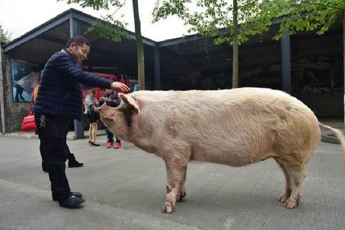 14岁 猪坚强 因年老衰竭去世 猪坚强最新情况