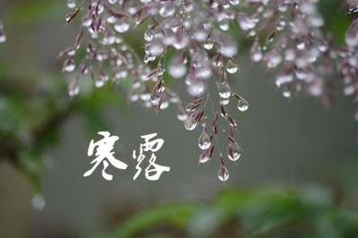 寒露节气气候特点 寒露节气的特点和风俗