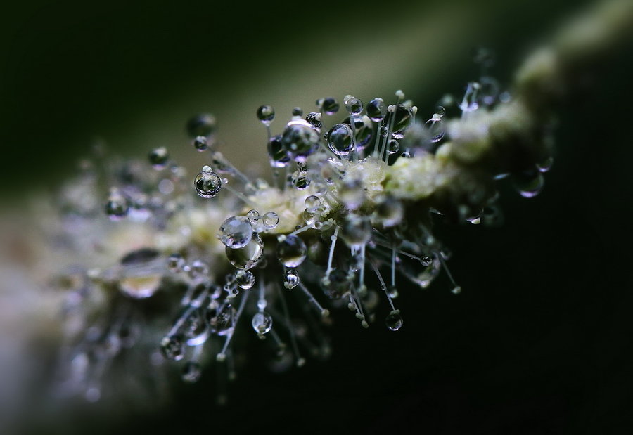 寒露节气会下雨吗 寒露节气下雨好吗