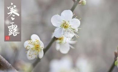 寒露节气不能露什么 寒露节气不能露脚踝