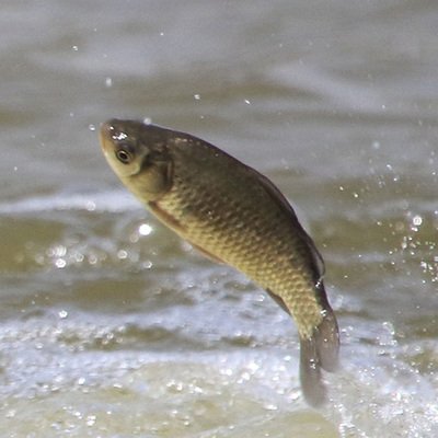 夏天钓草鱼的方法和技巧 夏天钓草鱼的最佳时间和方法