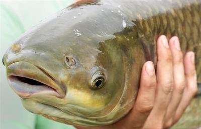 夏天钓草鱼的方法和技巧 夏天钓草鱼的最佳时间和方法