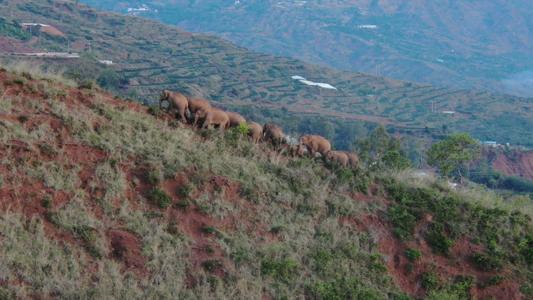 北迁象群南移11公里回峨山 象群最新消息