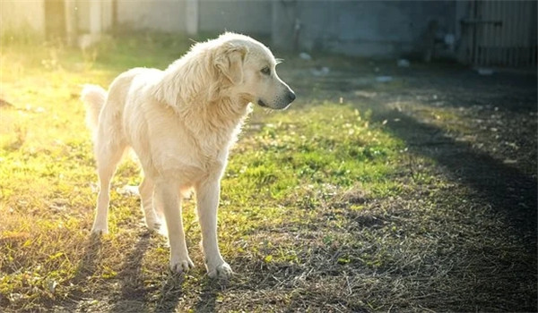 狗做完绝育后性格有什么改变  母犬做绝育手术后性格会变化吗