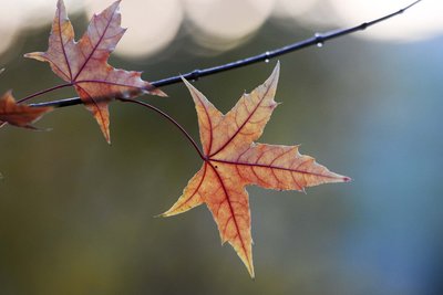 立秋过后是什么节气 立秋后面的节气是什么