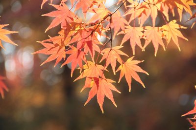 立秋节气问候语 立秋节气祝福短信