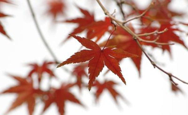 立秋节气养生不能吃什么菜 立秋节气要吃什么食品