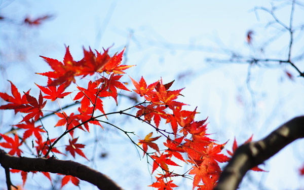 立秋节气养生不能吃什么菜 立秋节气要吃什么食品